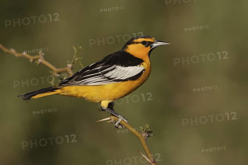 Bullock's Oriole (Icterus bullockii) male, California, USA