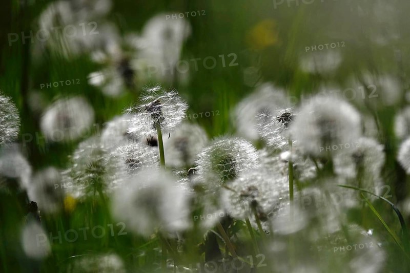 Dandelions, meadow in spring, Germany