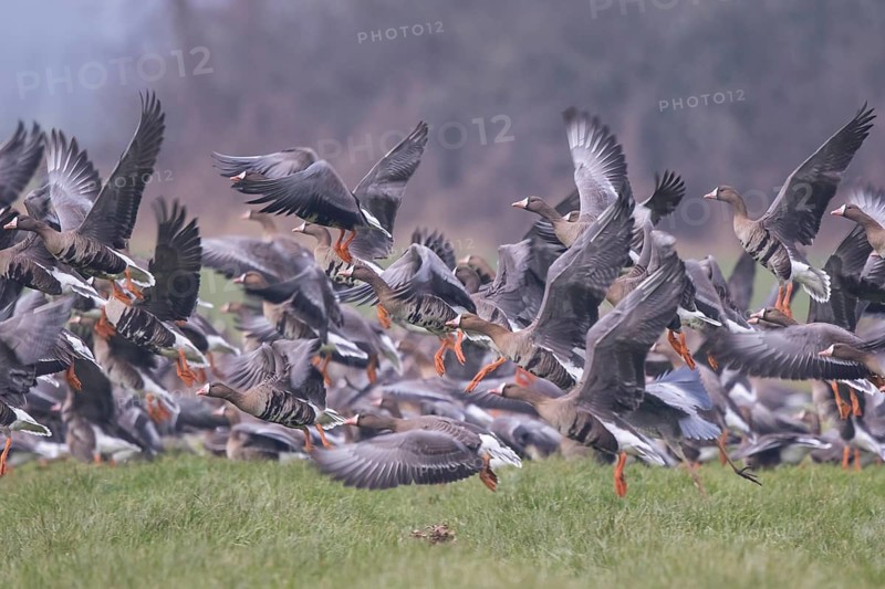Greater White-fronted Goose (Anser albifrons) group taking flight, North Rhine-Westphalia, Germany