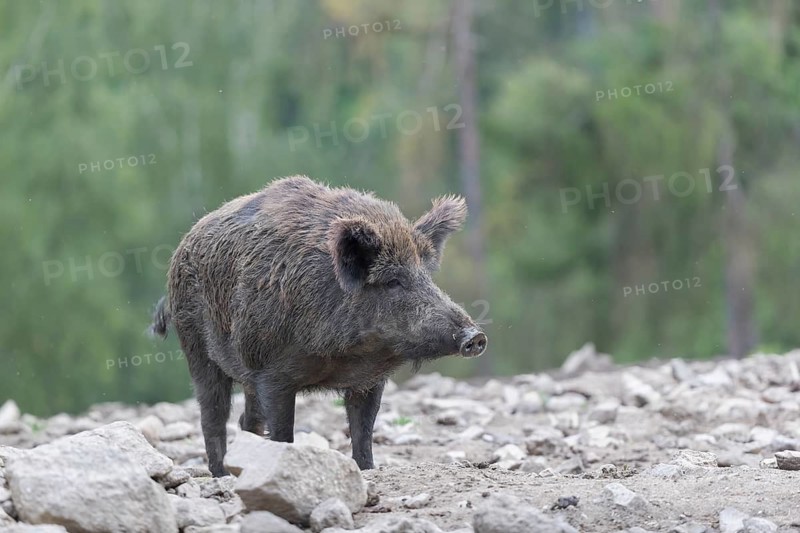 One wild boar or wild pig (Sus scrofa), walking over dry soil and a green forest in the background