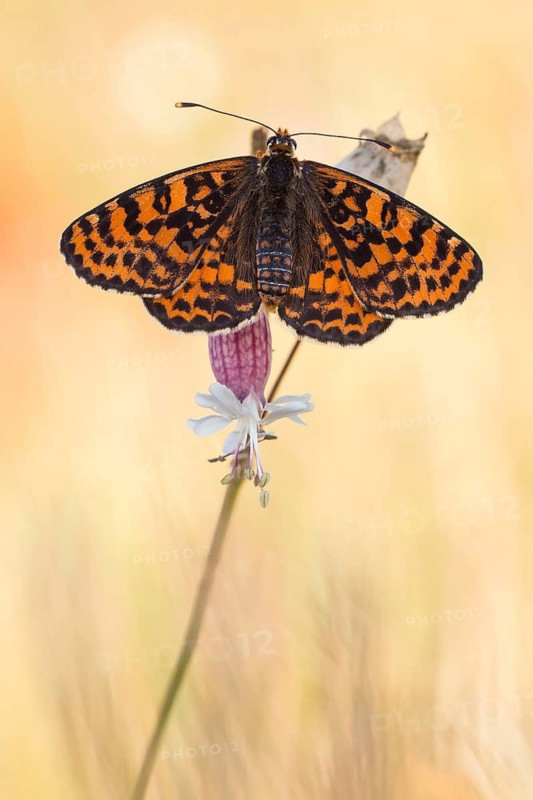 Der Roter Scheckenfalter (Melitaea didyma) mit offenen Flügeln