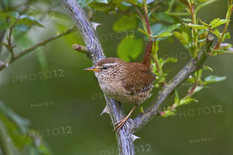 Eurasian wren (Troglodytes troglodytes) perched in bush, Belgium