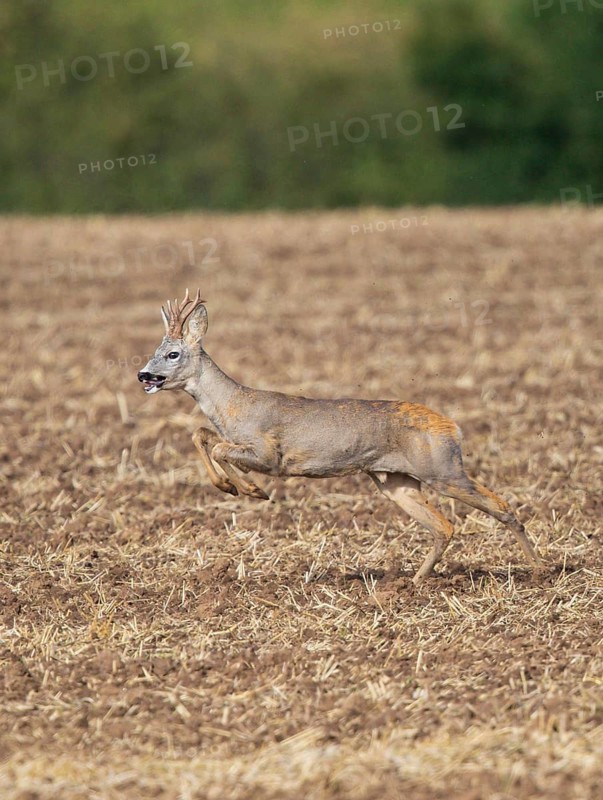 Roebuck (Capreolus capreolus) male running and jumping at high speed over stubble fields in autumn, Hesse, Germany