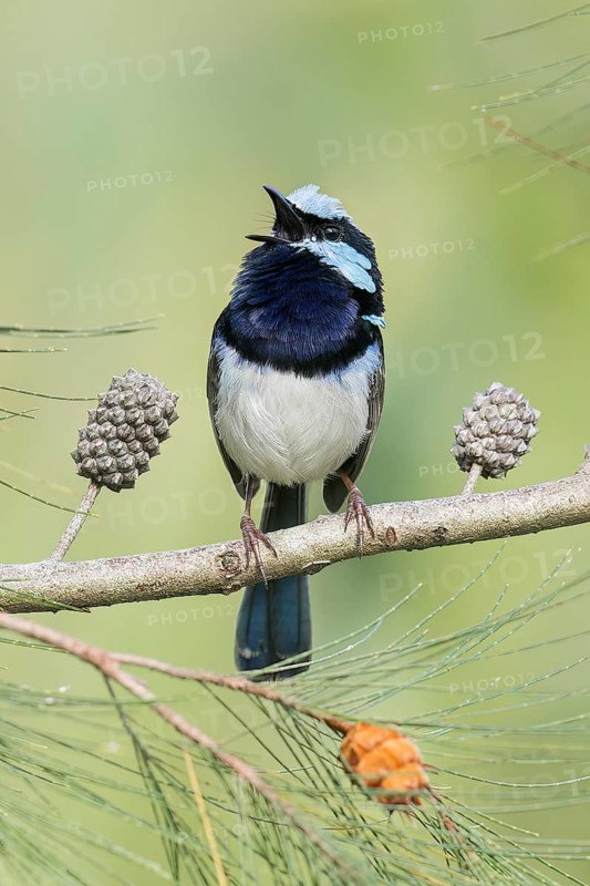Superb Fairywren (Malurus cyaneus) perched on a branch in eastern Australia