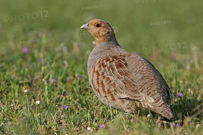 Grey Partridge (Perdix perdix), Rhineland-Palatinate, Germany