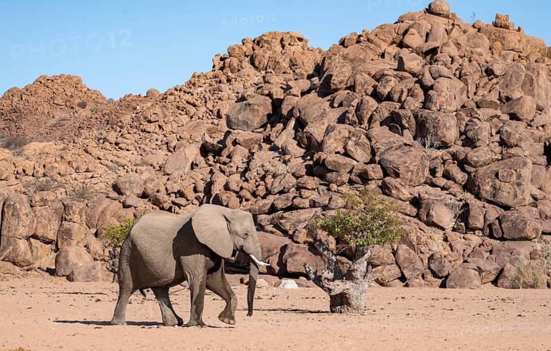 African elephant (Loxodonta africana), desert elephant, near the Hoanib River, Damaraland, Kunene region, Namibia