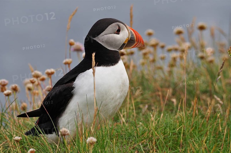 Puffin (Fratercula arctica)