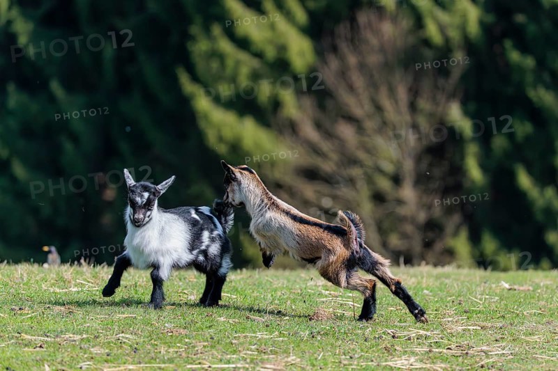 Two young pygmy goats (Capra hircus) are playing together on a sunny day in a green meadow. Austria