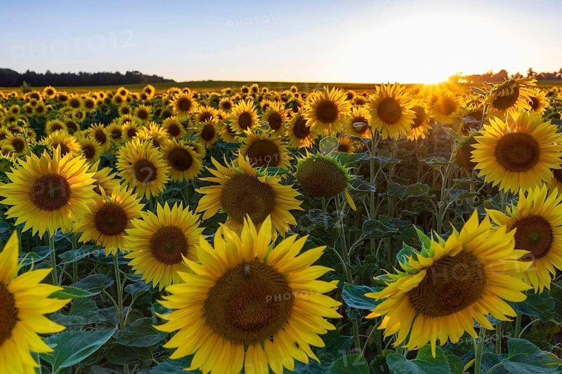 Field with sunflowers (Helianthus annuus) in bloom at sunset, near Priestewitz, Saxony, Germany