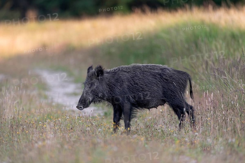 Wild boar (Sus scrofa) at the edge of a forest meadow, Denmark