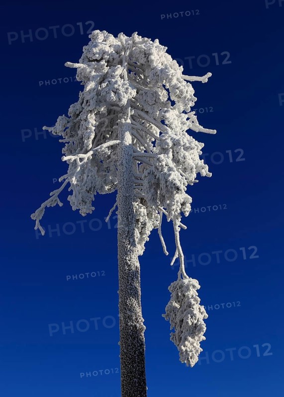 Winter landscape in the Fichtelgebirge, snow-covered tree, Bayreuth district, Upper Franconia, Bavaria, Germany