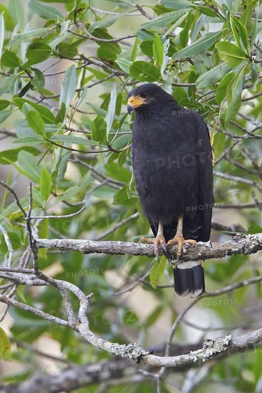 Mangrove Black Hawk (Buteogallus anthracinus subtilis) perched on a branch in Costa Rica, Central America