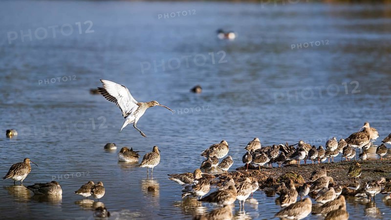Eurasian Curlew, Numenius arquata, birds on marshes, Devon, England, United Kingdom