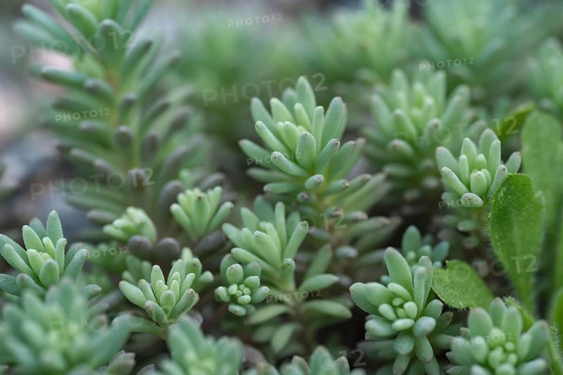 Close-up image of six-angled stonecrop showing its intricate, green foliage. This succulent plant thrives in dry, rocky environments and adds texture to any garden setting