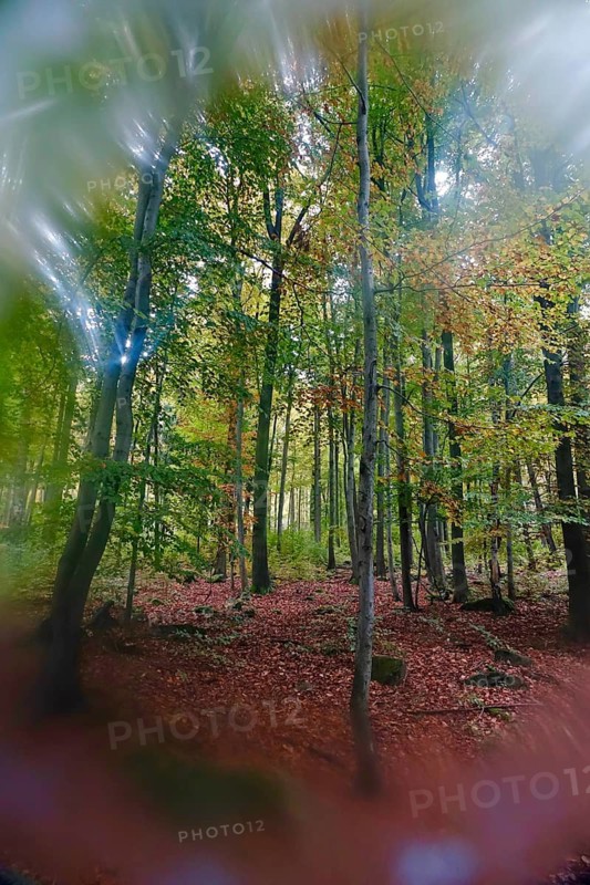 Golden October, autumn in the forest, Germany