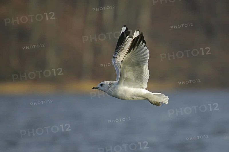 Mew Gull (Larus canus) flying, Brandenburg, Germany