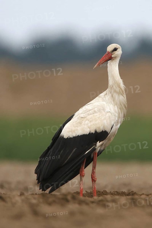 White Stork (Ciconia ciconia), Poland
