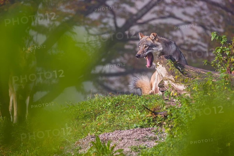 Two Eurasian gray wolves (Canis lupus lupus) stand on a foggy day, framed by leaves, on a hill between rocks and rotting tree trunks. One wolf is yawning