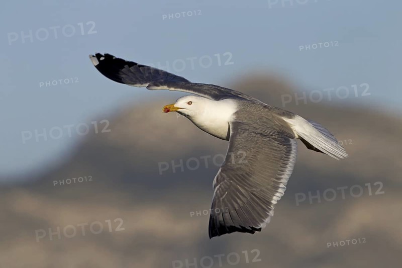Yellow-legged Gull (Larus michahellis) flying, Mallorca, Spain