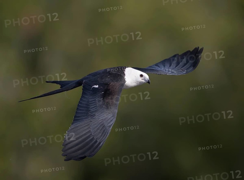 Swallow-tailed Kite (Elanoides forficatus) flying, Florida, USA