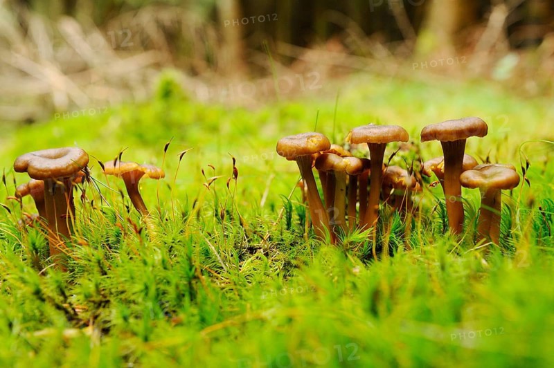 Group of brown mushrooms on mossy ground in the natural environment of the forest, trumpet chanterelle (Craterellus tubaeformis, Bavaria