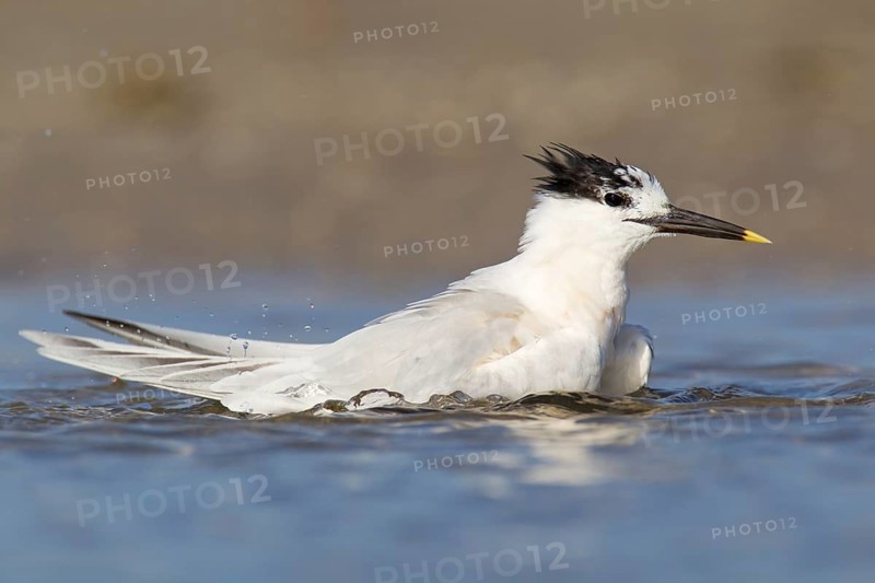 Sandwich Tern (Thalasseus sandvicensis) bathing, Florida, USA