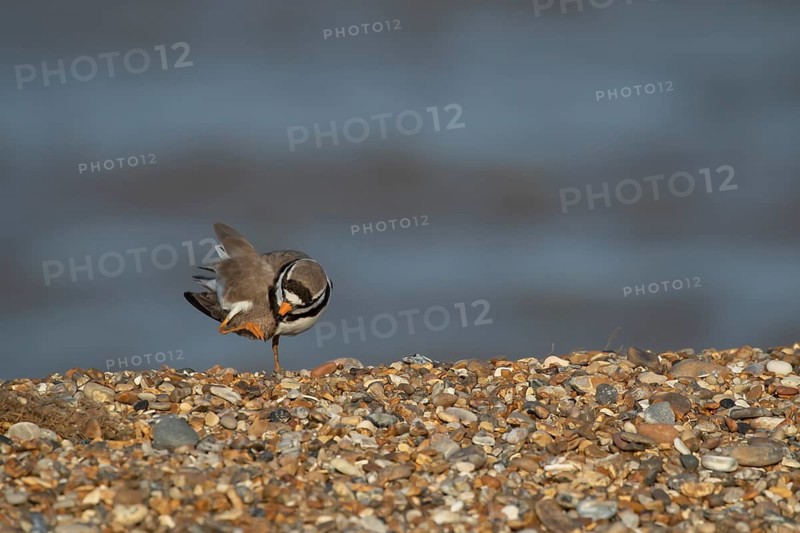 Ringed plover (Charadrius hiaticula) adult bird preening on a shingle beach, Suffolk, England, United Kingdom
