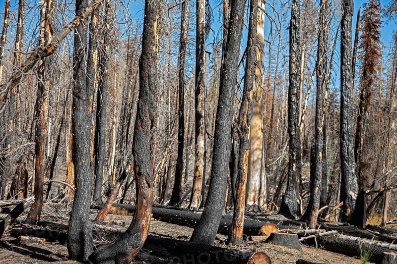 Mineral, California - Burned trees in Lassen Volcanic National Park. The 2021 Dixie Fire burned large sections of the park
