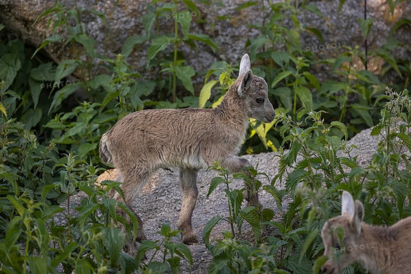 Two baby ibex (Capra ibex) standing in green vegetation