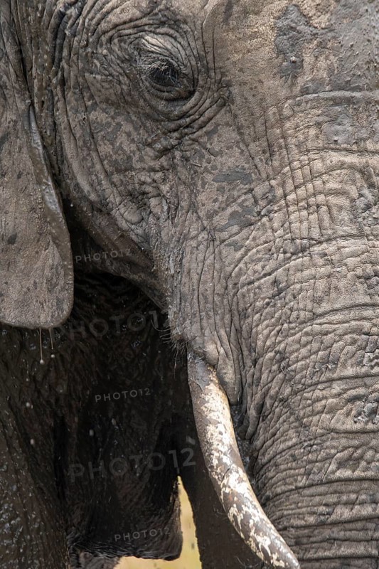 A detailed close-up of an elephant exploring the Masai Mara in Kenya on a safari. The image captures the texture of its skin and tusk, highlighting its majestic presence in the wild