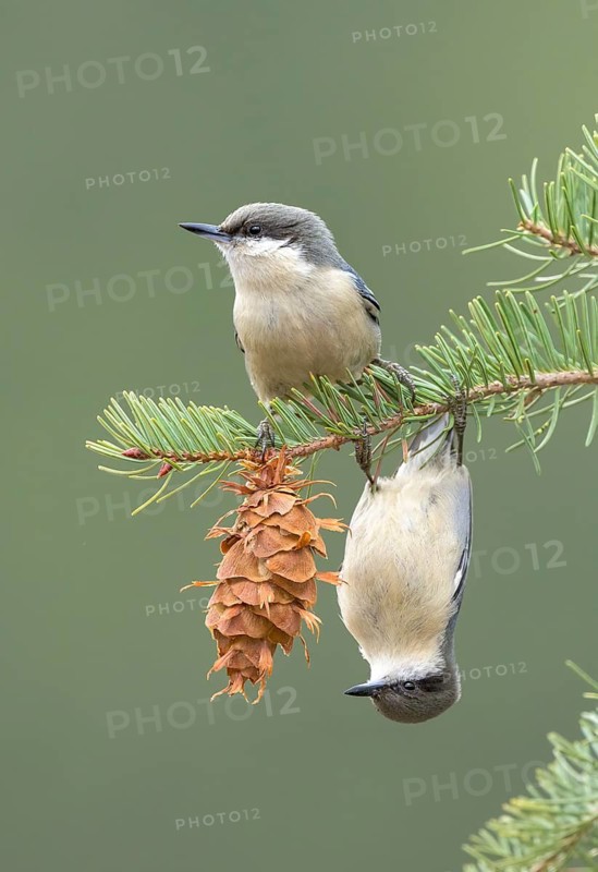 Pygmy Nuthatch (Sitta pygmaea) perched on a conifer branch, Colorado, USA