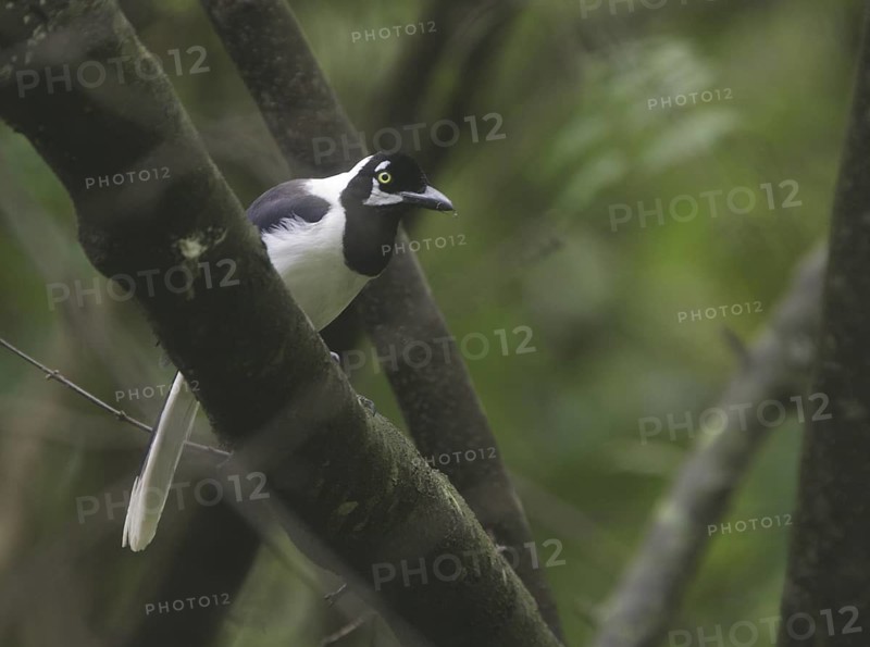 White-tailed Jay (Cyanocorax mystacalis), Guayas, Ecuador