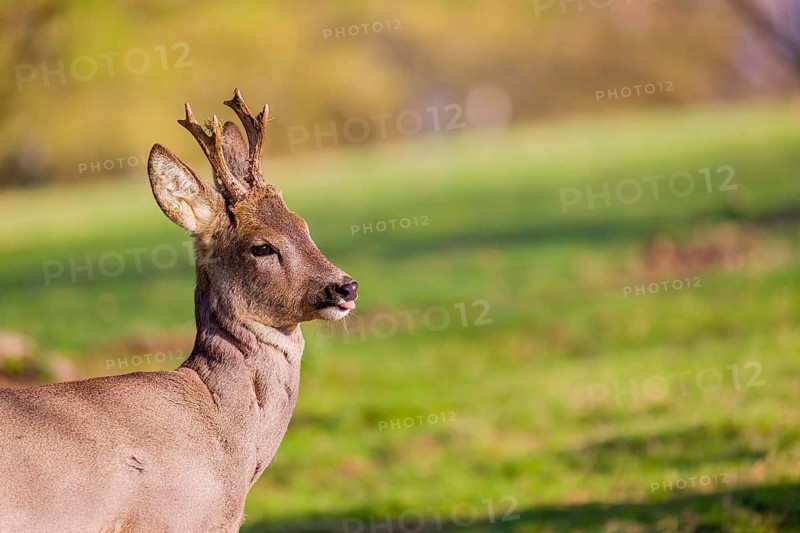 Portrait of a Roe Deer buck, (Capreolus capreolus)