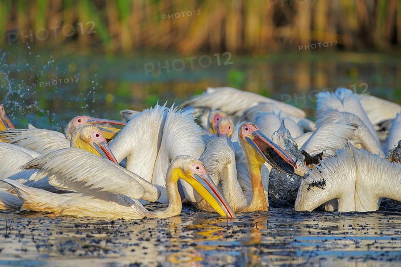 Great White Pelican (Pelecanus onocrotalus) group, Danube-Delta, Romania