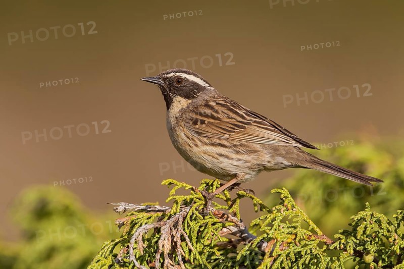 Black-throated Accentor - Schwarzkehlbraunelle - Prunella atrogularis ssp. huttoni, Kazakhstan, adult