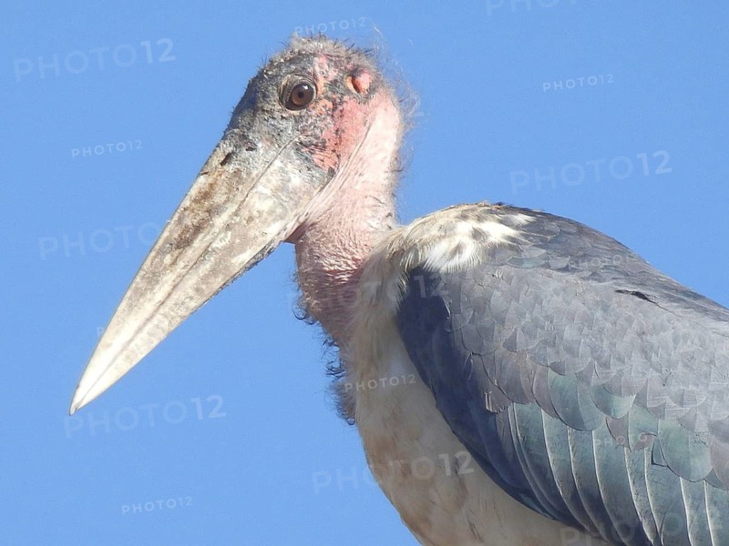 Close-up of a marabou (leptoptilos crumenifer) with detailed plumage against a blue sky, Ethiopia
