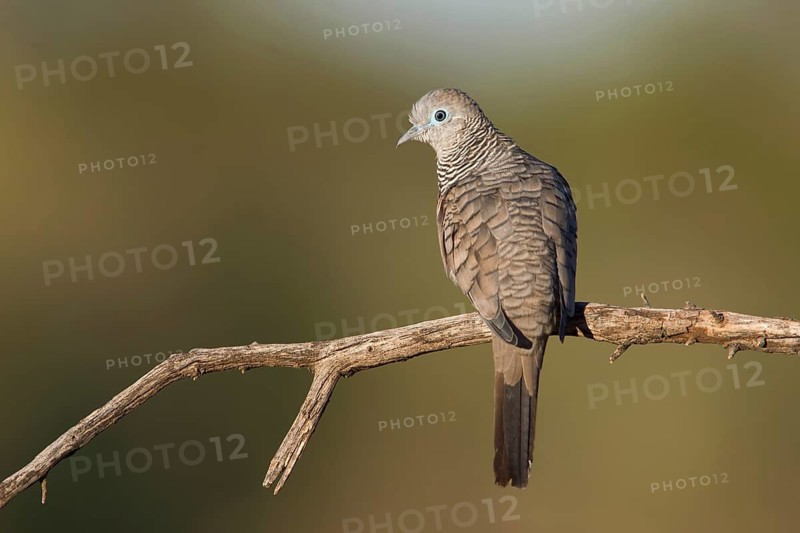 Peaceful Dove (Geopelia placida), New South Wales, Australia