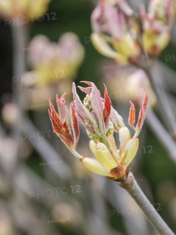 Horse chestnut (Aesculus × mutabilis 'Induta')