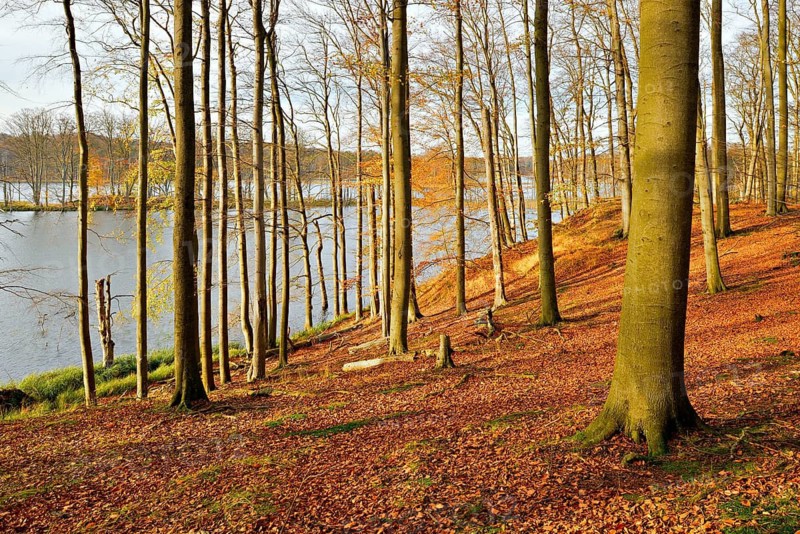 Untouched old beech forest at Schweingartensee in autumn, Müritz National Park, Serrahn sub-area, Mecklenburg-Western Pomerania, Germany