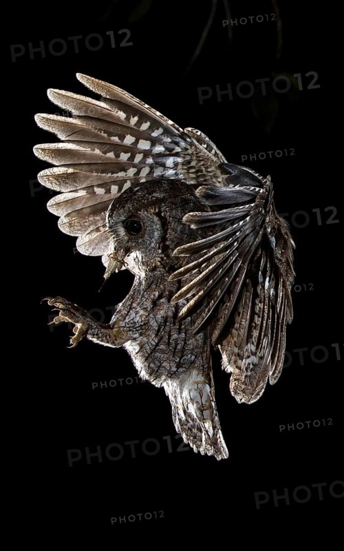 Eurasian Scops Owl (Otus scops) flying with insect in beak, Madrid, Spain