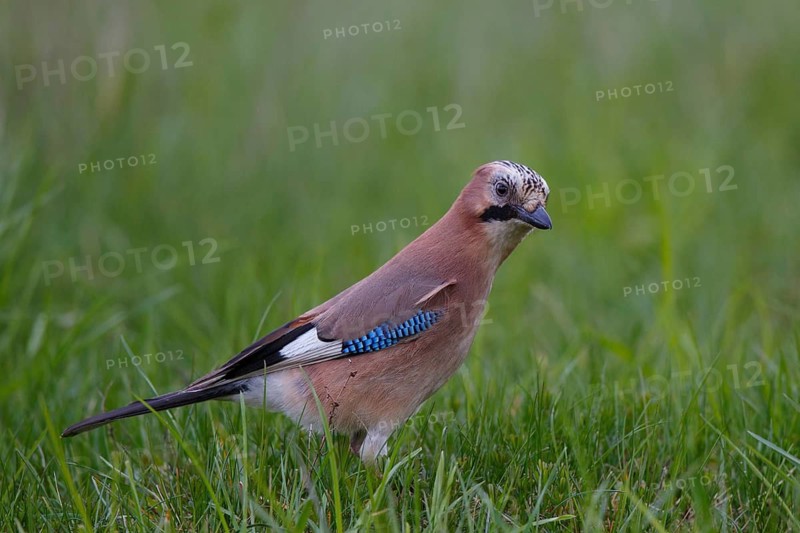 Eurasian Jay (Garrulus glandarius), Poland