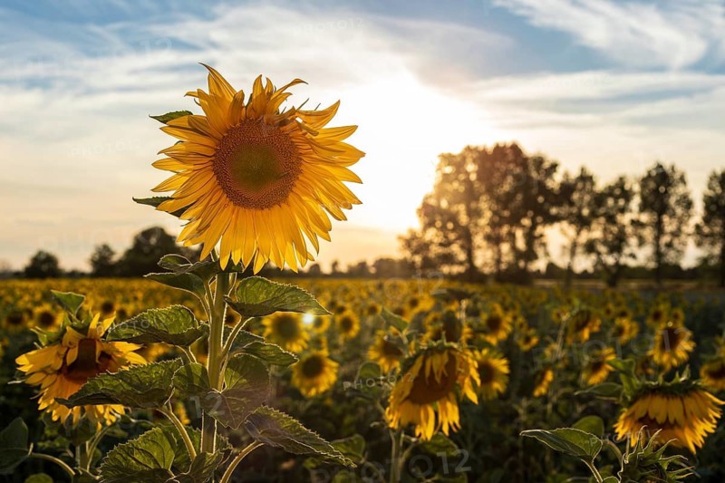 Field of blooming sunflowers (Helianthus annuus) at sunset, Großenhain, Saxony, Germany