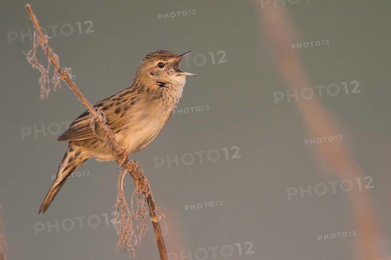 Common Grasshopper Warbler - Feldschwirl - Locustella naevia ssp. straminea, Russia
