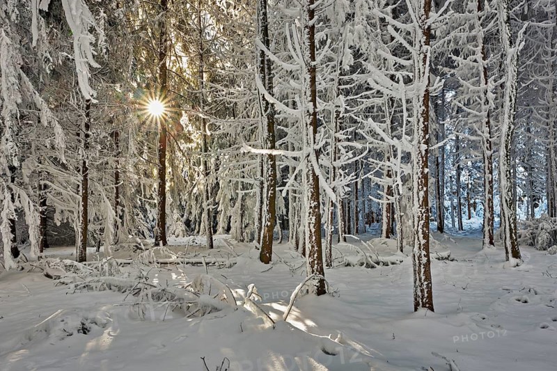 Sun shining through forest in snow and hoarfrost, Horben, Beinwil, Freiamt, Canton Aargau, Switzerland