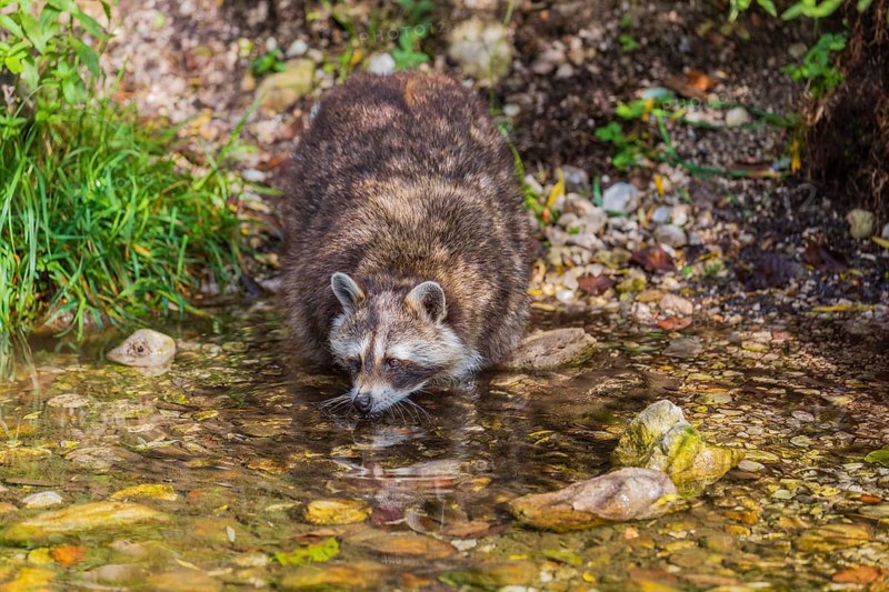 One adult Raccoon Procyon lotor, stands in the shallow water of a creek between rocks and drinks water
