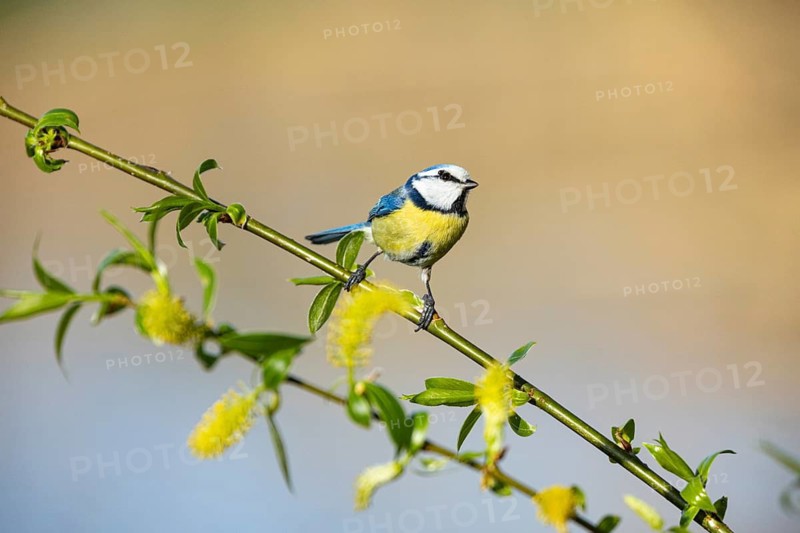 Blue tit (Parus caeruleus) Germany
