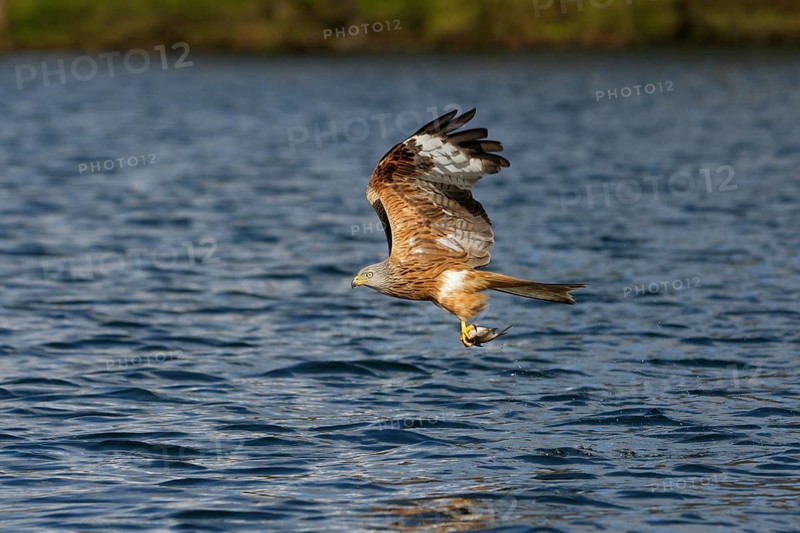 Rotmilan, lat. Milvus milvus, Altvogel im Flug über dem Gewässer mit einem gefangenen Fisch