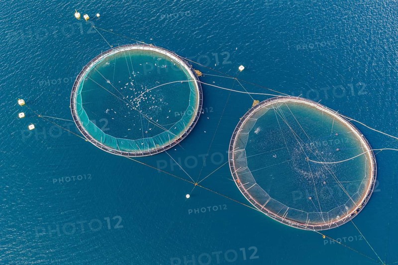 Cages of a salmon farm, at Raften at the Raftsund, the waterway between Lofoten and Vesteralen, aerial view top-down, Norway