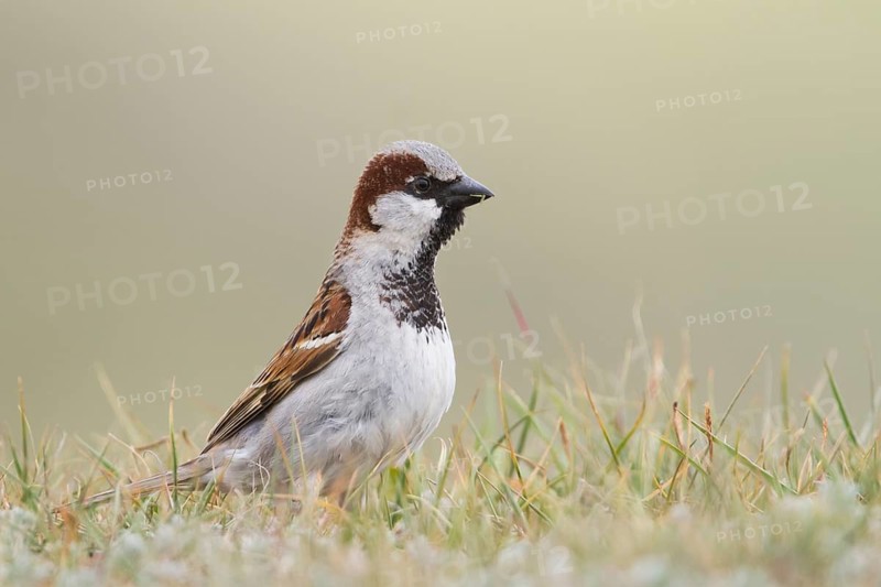 House Sparrow - Haussperling - Passer domesticus ssp. domesticus, adult male, Kazakhstan