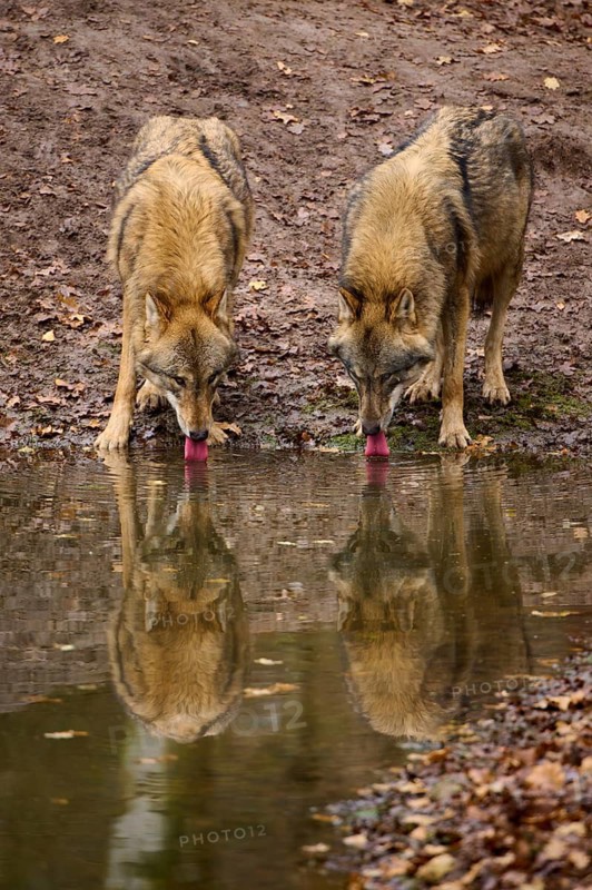 Two wolves drinking side by side from a waterhole in an autumn atmosphere, Wolf (Canis lupus), Germany